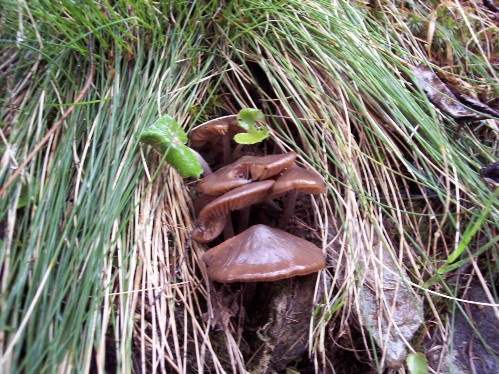 primi funghi  a Gressoney v.a.